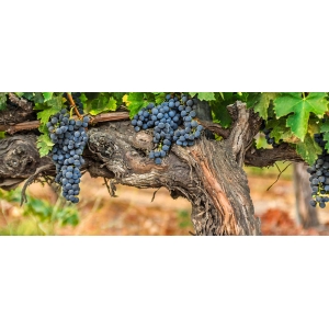 Ilustrační foto Vína Frankovka modrá 2010 - informace pro vinaře