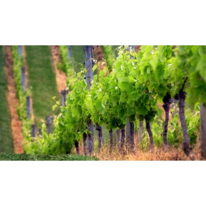 Ilustrační foto Vína Výzva vinařům k účasti na veletrhu Prowein Düsseldorf 2011