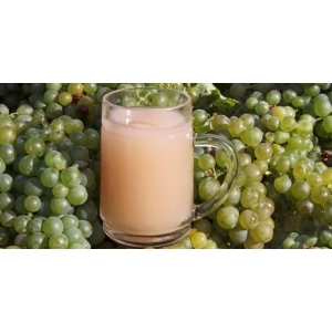 Ilustrační foto Vína Burčákové slavnosti Hustopeče