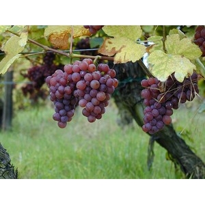 Ilustrační foto Vína Srovnávací degustace Cabernet Sauvignon