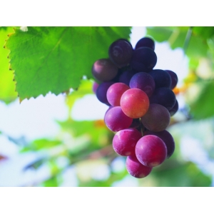 Ilustrační foto Vína Slow Food® Moravia staví moravskou archu chuti