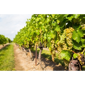 Ilustrační foto Vína Cuvée 2009 - informace pro vinaře