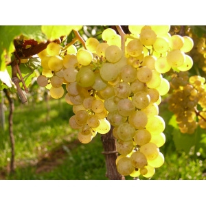 Ilustrační foto Vína Valtické vinné trhy 2009 - informace pro vinaře