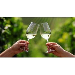 Ilustrační foto Vína Prague Wine Trophy 2009 – informace pro vinaře