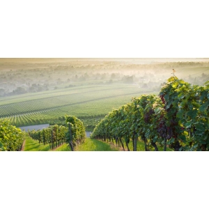 Ilustrační foto Vína Vína z České republiky letos poprvé společně na London International Wine Fair